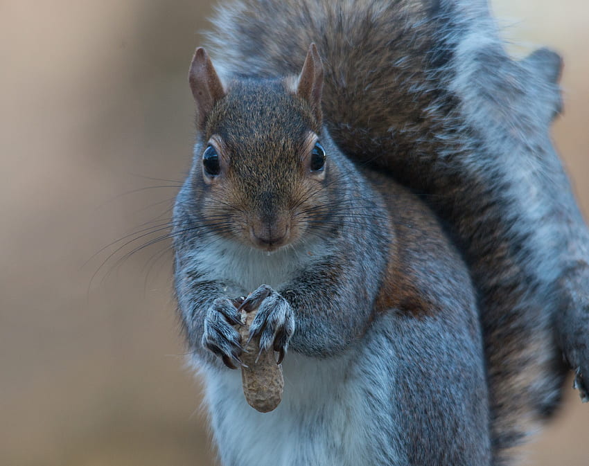 Animals, Squirrel, Food, Nut HD wallpaper