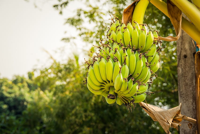 Best Of Banana Tree With Fruit In p - Banana HD wallpaper