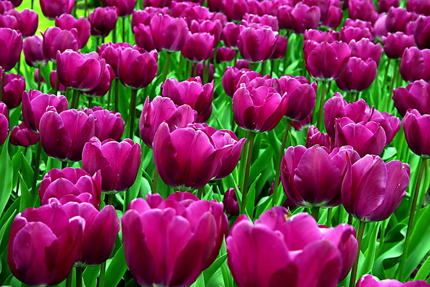 Bunga, Tulip, Violet, Petak Bunga, Petak Bunga, Dibubarkan, Longgar, Cerah Wallpaper HD