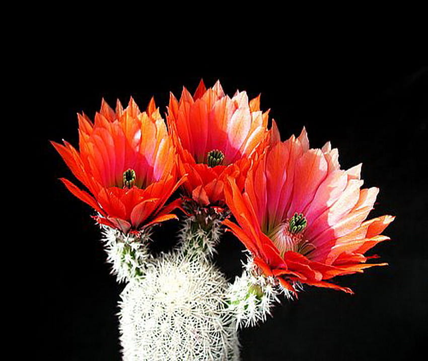 cactus, floración, rojo, flor fondo de pantalla