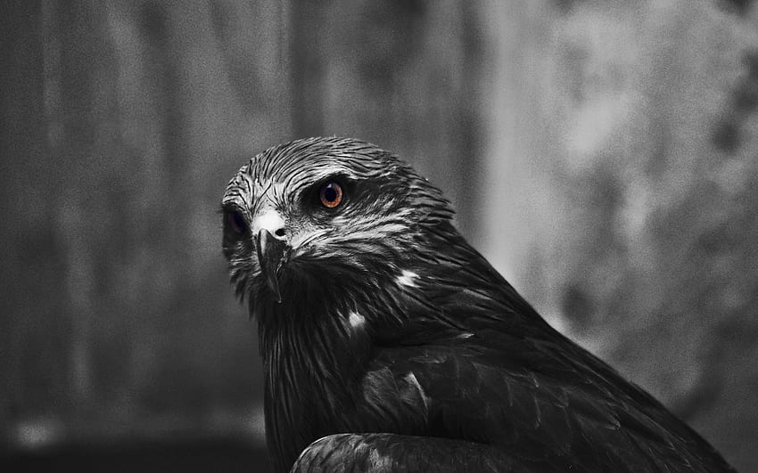 Animals, Bird, Beak, Eagle HD wallpaper