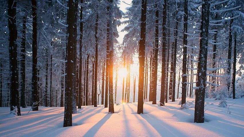 고해상도 겨울 숲, 밤에 눈 덮인 숲 HD 월페이퍼