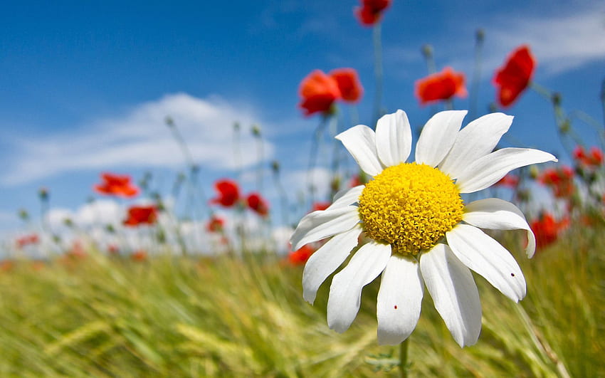 Flowers, Sky, Clouds, Summer, Camomile, Field, Mood, Chamomile HD wallpaper