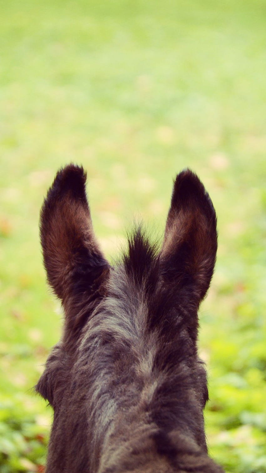 Donkey, Ears, Blur, Wool Iphone 8 7 6s 6 For Parallax Background HD phone wallpaper