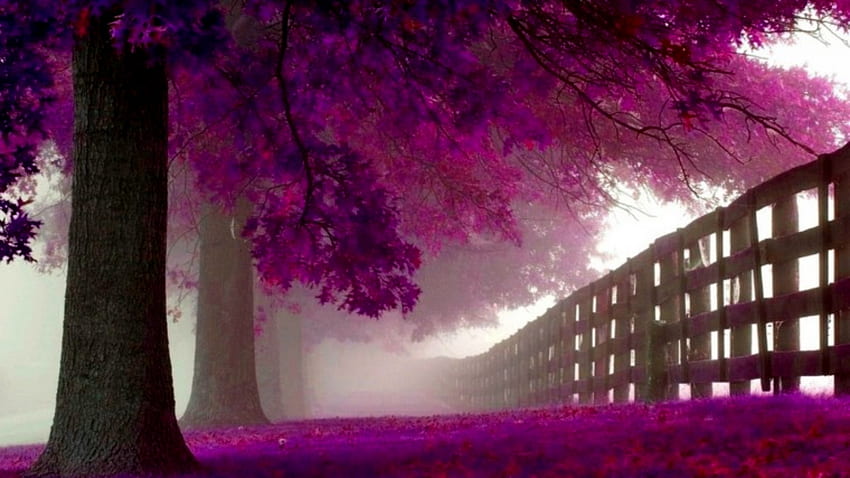 Alter Zaun und alte purpurrote Bäume, Nebel, Bäume, alter Zaun, alt, purpurrot HD-Hintergrundbild