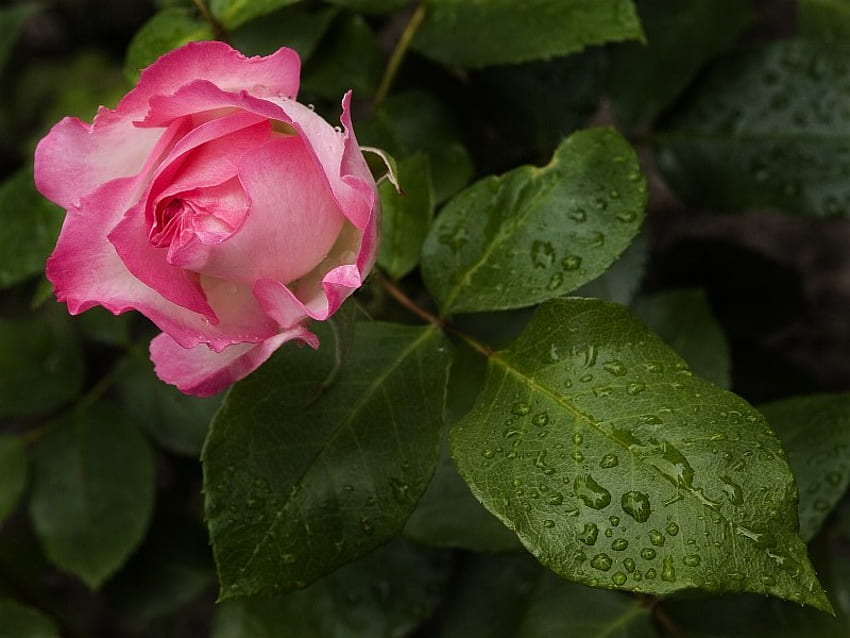 ~ ROSE ~, rose, pink, leaves, green, drops, fresh HD wallpaper