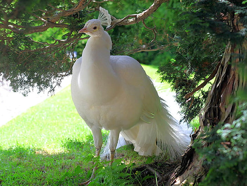 White Peacock, fajny, biały, paw Tapeta HD