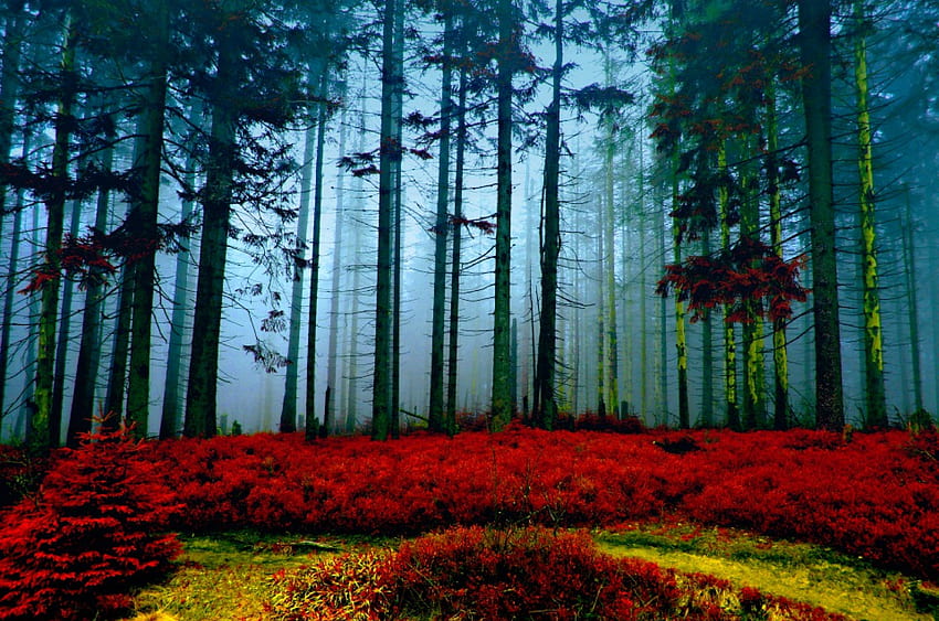 AUTUMN FOREST, autumn, fog, nature, forest HD wallpaper