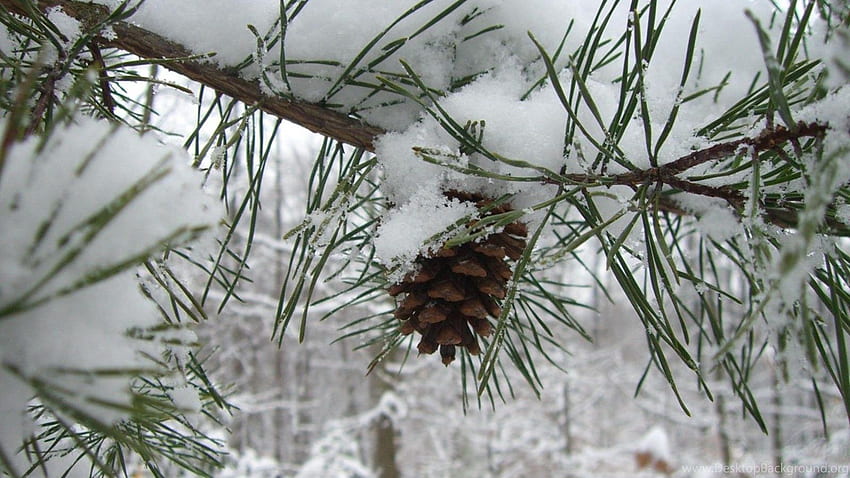 Snowy Pine Branch Background HD wallpaper