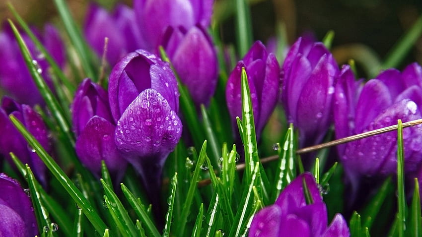 Purple Strange Flowers [] for your , Mobile & Tablet. Explore Purple Spring Flowers . of Purple Roses, Purple Flower HD wallpaper