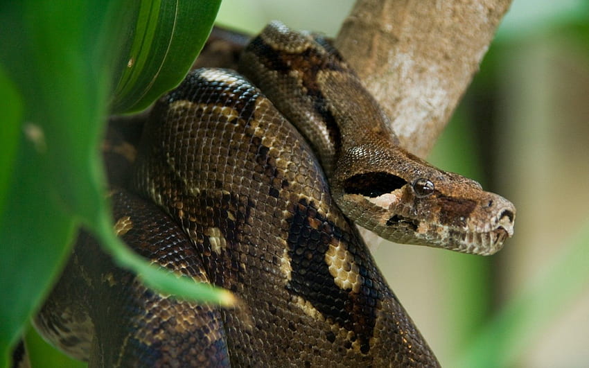 Animals, Snake, Costa Rica, Anaconda HD wallpaper