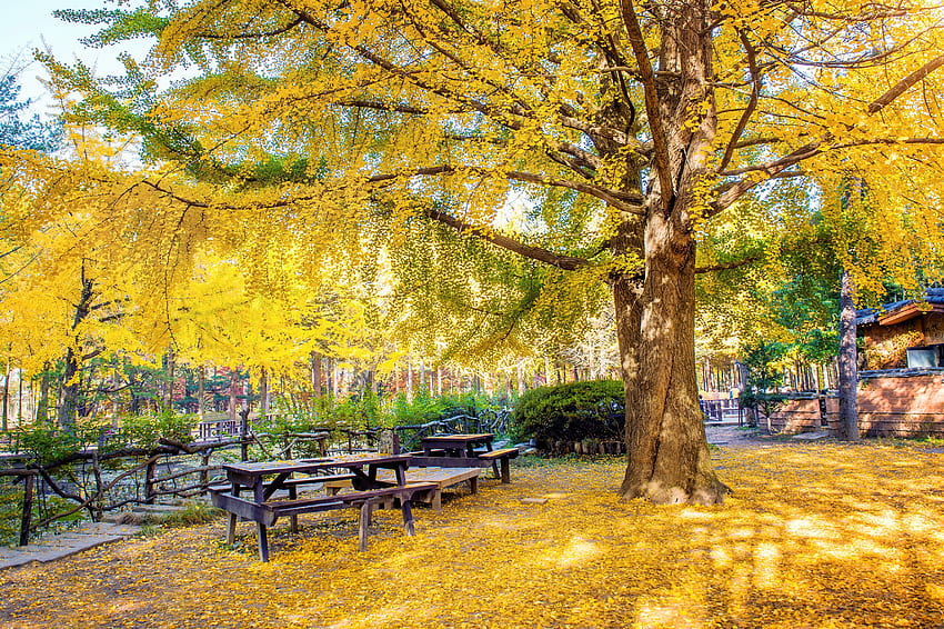 Autumn with ginkgo tree in Nami Island,South Korea, Leaves, Yellow park, Trees, Peaceful, Autumn HD wallpaper