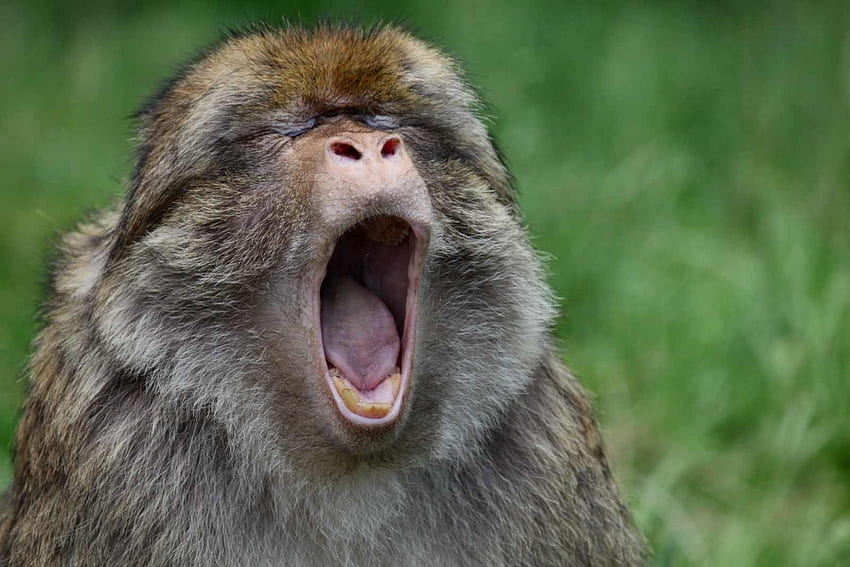 En Komik Maymunlar HD duvar kağıdı