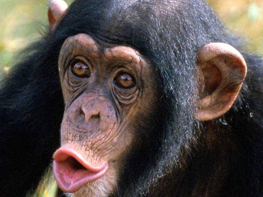 チンパンジー 高画質の壁紙