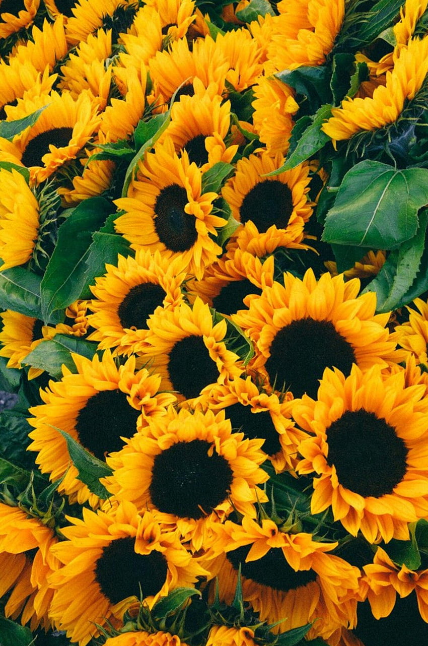 Do Not Touch floral girly lock screen sunflowers HD phone wallpaper   Peakpx