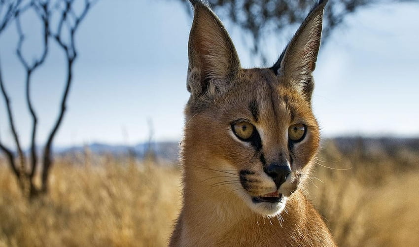 Animals, Muzzle, Sight, Opinion, Steppe, Caracal HD wallpaper
