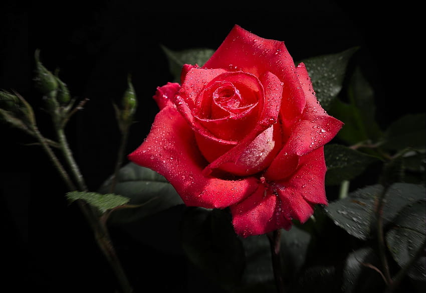 Kwiaty, Makro, Kwiat Róży, Róża, Czarne Tło Tapeta HD