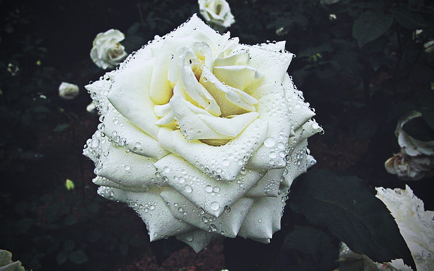 rose blanche, rosée, Macro, Bokeh, fleurs blanches, des roses, Bourgeons, roses blanches, Arrière-plans flous, belles fleurs, Arrière-plans avec des roses, Bourgeons blancs Fond d'écran HD