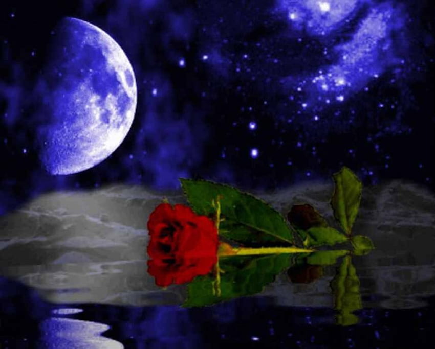 Moonlight Rose คืน พระจันทร์เต็มดวง การสะท้อน ดาว กุหลาบแดง น้ำ วอลล์เปเปอร์ HD
