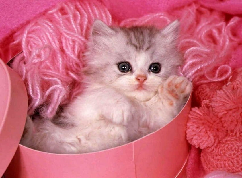 pretty kitty in pink, cute, pink, adorable, kitty HD wallpaper