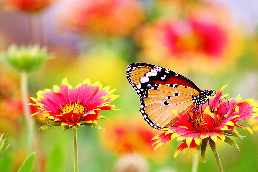 Farfalla appollaiata sul fiore · Magazzino Sfondo HD