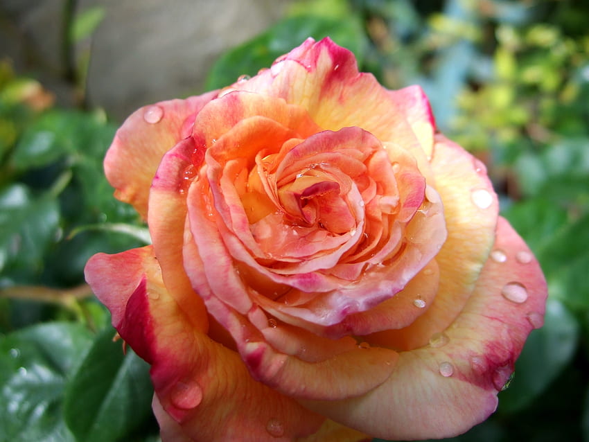 Tropfen, Blume, Makro, Rosenblüte, Rose, Knospe, Nahaufnahme, Frische HD-Hintergrundbild