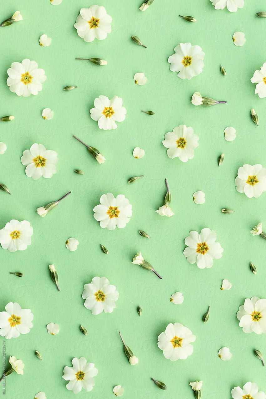 Primrose background on green by Ruth Black for Stocksy United. iPhone landscape, Flower background , Flower phone, Cute Green HD phone wallpaper