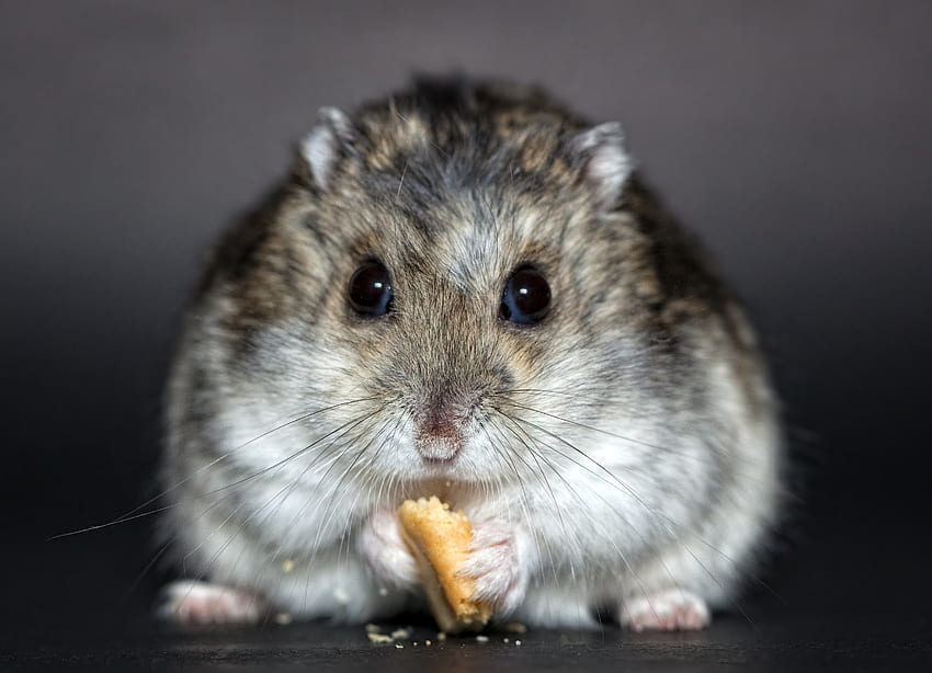 Animals, Food, Nice, Sweetheart, Rodent, Hamster, Cookie HD wallpaper