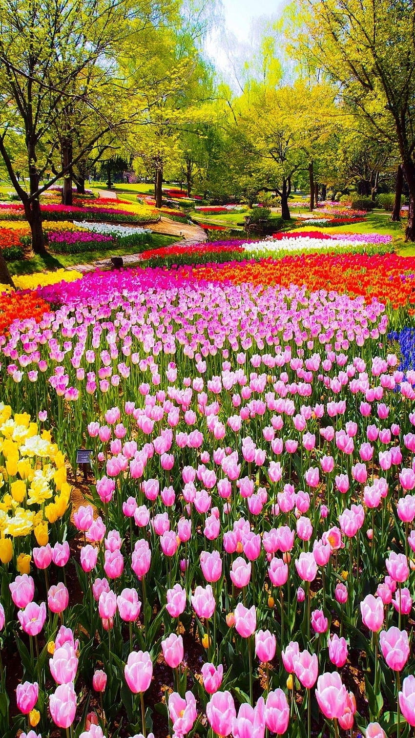 Schöne Blumen, Tulip Flowers Garden HD-Handy-Hintergrundbild