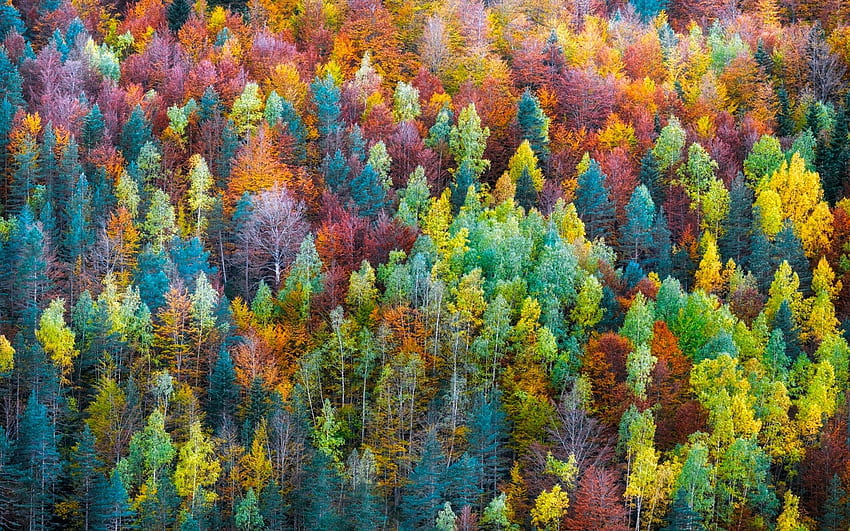 Hutan warna pelangi Wallpaper HD