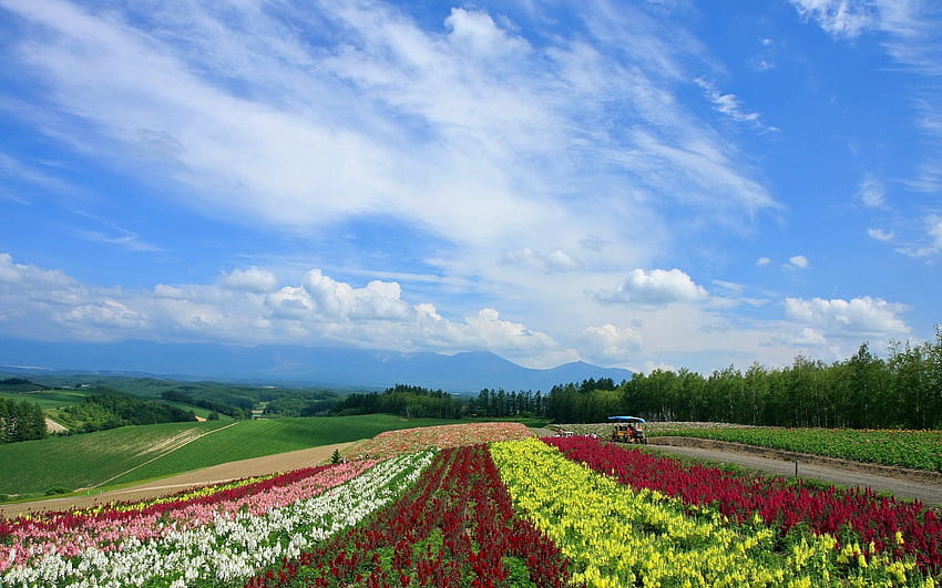 Nature, Flowers, Poppies, Field, Plantation, Japan, Rows, Ranks HD wallpaper