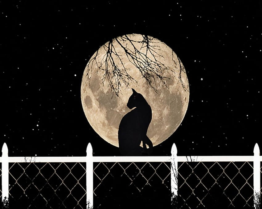 Desperato, night, moon, fence, cat, tree HD wallpaper