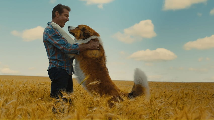 A Dog's Journey, A Dog's Purpose HD wallpaper