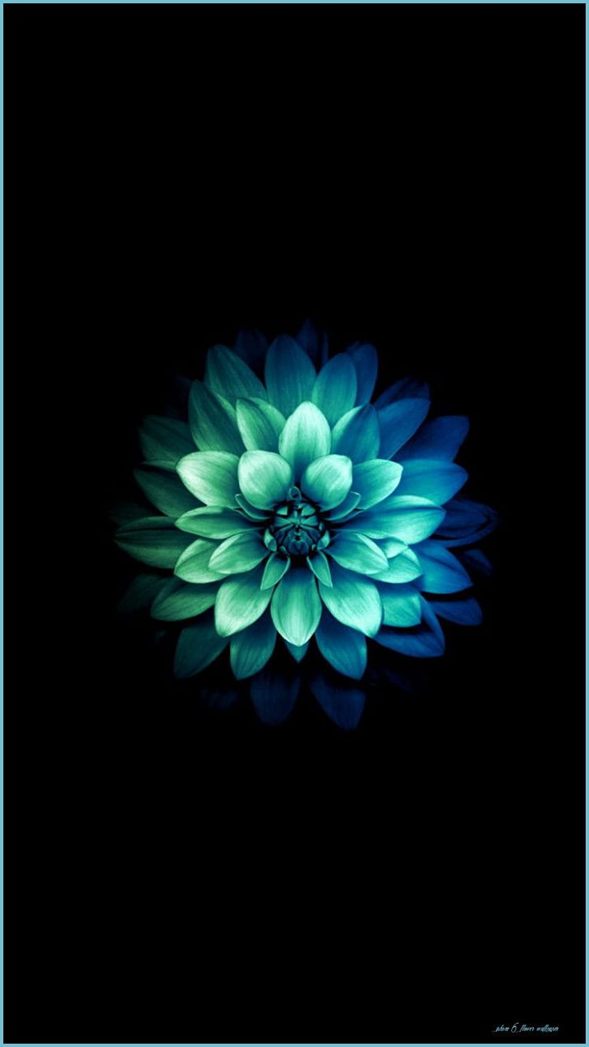 For iPhone 9S Blue Flower re Flower iPhone - iPhone 6 꽃, 미적 꽃 HD 전화 배경 화면