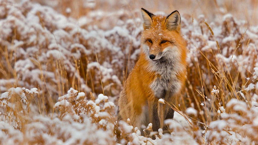 Tiere, Gras, Schnee, Fuchs, sitzen, jagen, jagen HD-Hintergrundbild