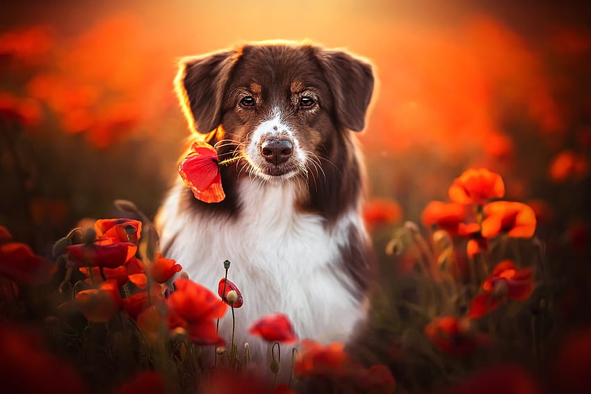 Got you a flower, dog, animal, pup, FLower HD wallpaper