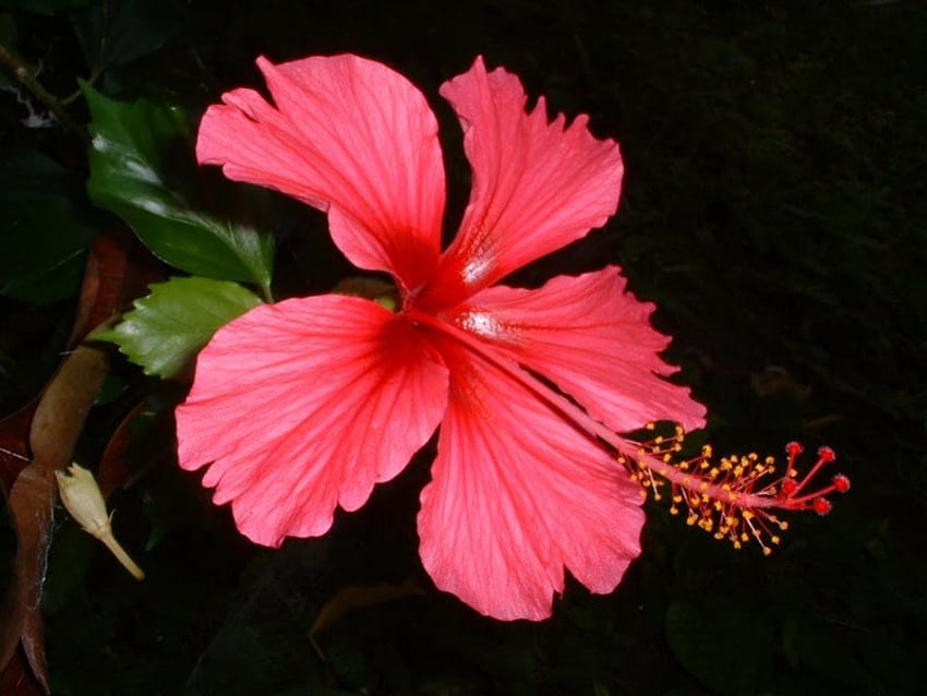Flor de hibisco rosa intenso, rosa, flor de hibisco, tropical fondo de pantalla