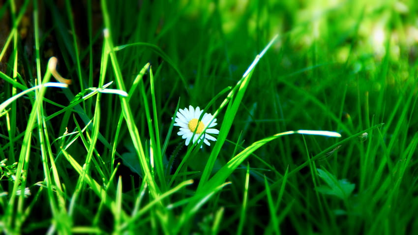 daisy, summer, grass, green HD wallpaper