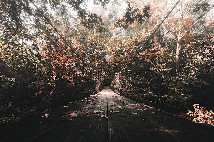 Alam, Musim Gugur, Jembatan, Dedaunan Wallpaper HD