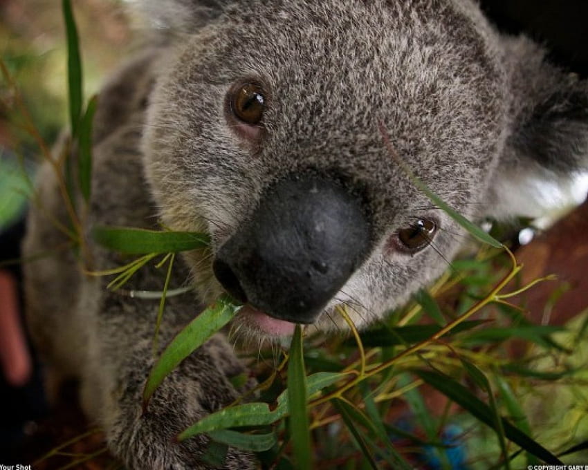 Cute,Koala,In,A,Tree,Australia, Koala, Australia, Tree, In, A, Cute HD wallpaper