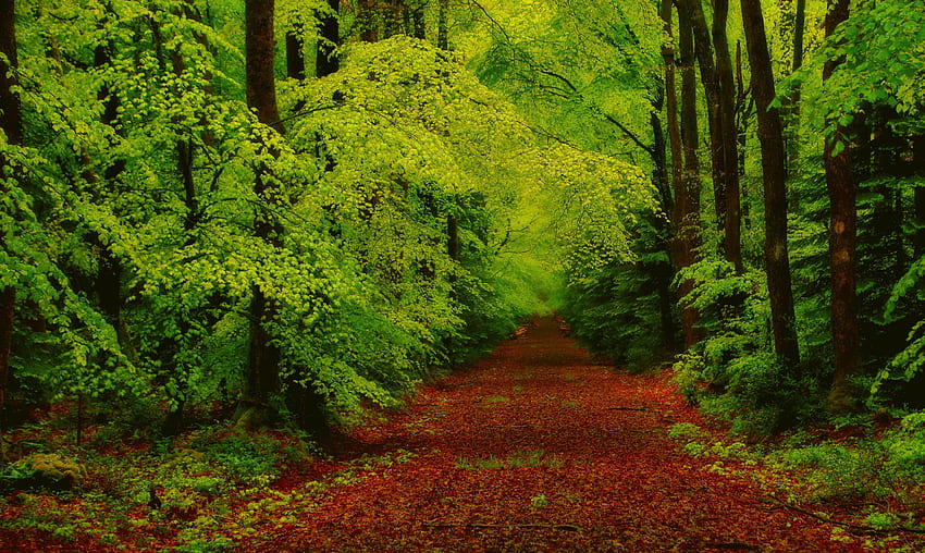 ธรรมชาติ ต้นไม้ ป่า เส้นทาง วอลล์เปเปอร์ HD