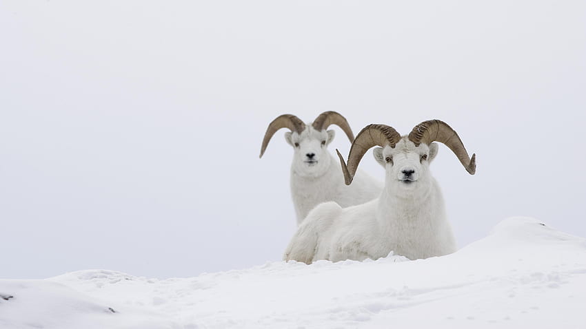 Goats in snow, winter, white, goats, snow HD wallpaper