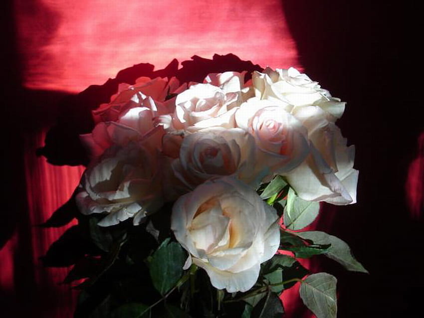 ROSES IN MORNING SUN, janela, rosas, manhã, sol papel de parede HD