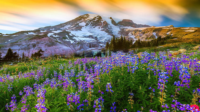Bellissimo paesaggio primaverile Natura Fiori Montagna Neve Paradiso di montagna sulla terra Parco nazionale del Monte Rainier Stati Uniti Sfondo HD