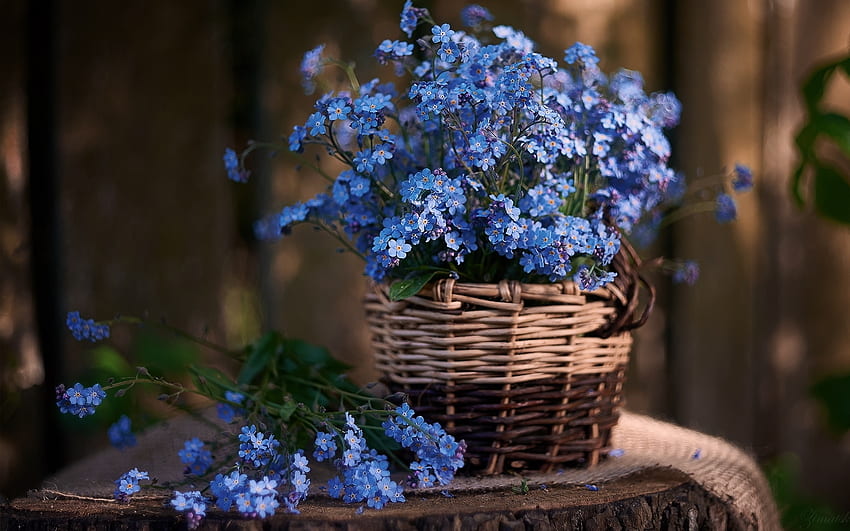 Forget-me-nots, basket, blue, flowers, still life HD wallpaper