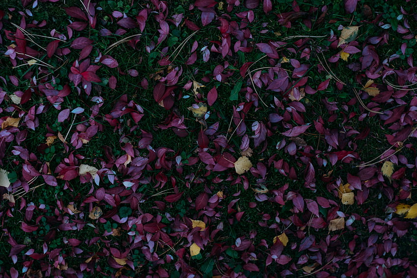 Nature, Grass, Autumn, Leaves, Fallen, Autumn Colors, Autumn Paints HD wallpaper