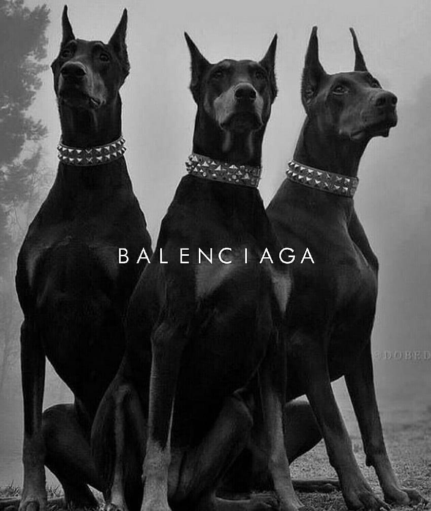 Balenciaga-Hund HD-Handy-Hintergrundbild