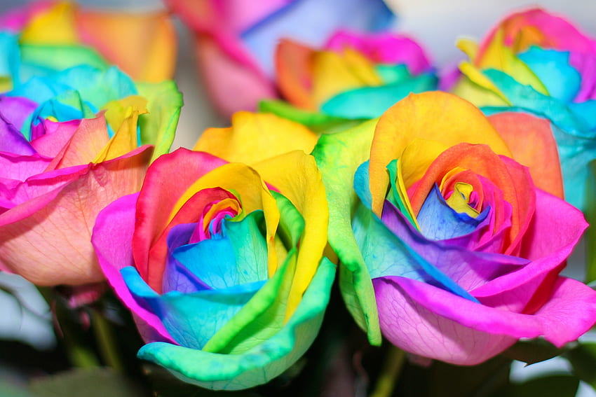 Rainbow Roses, buquê, rosas, arco-íris, pétalas, natureza, flores papel de parede HD