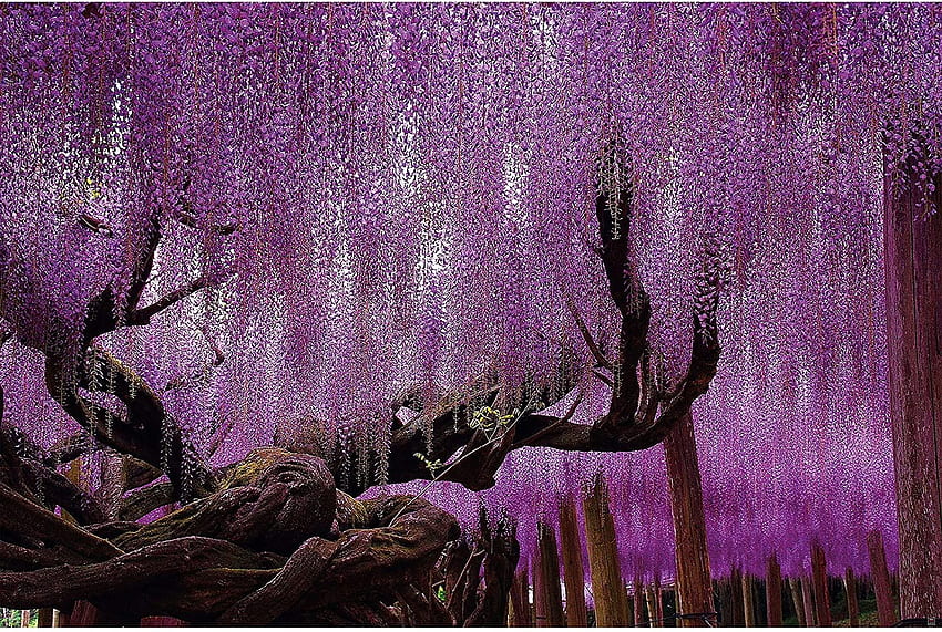 – Wisteria – Decoration Purple Chinese Tree Mystic Forest Fairy Tale Avenue Nature Garden Landscape Decor Wall Mural (82..1in - cm): Home Improvement, Fairy Purple Abstract HD wallpaper