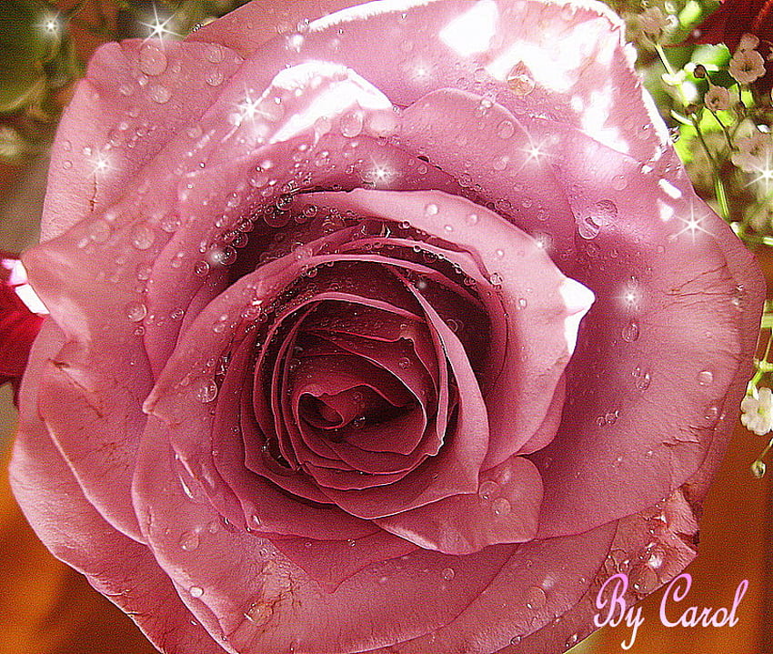 Rose for Halinka9, rose, pink, raindrops, garden, beautiful HD wallpaper